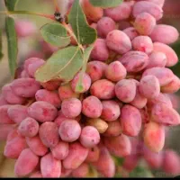 فروش زمین پسته اکبری،احمد اقایی