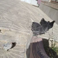 مرغ و خروس تزیینی و تخمی|حیوانات مزرعه|جلگه رخ, |دیوار