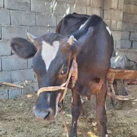 گوساله ماده