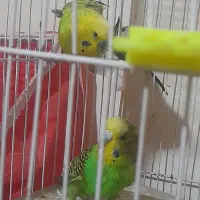 مرغ عشق جفت|پرنده|چناران, |دیوار