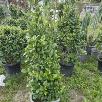 گل و گیاه یاس هلندی ارتفاع 1.5 متر