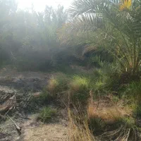 ۵۰قصب زمین و خانه ۶۵متری|فروش زمین و ملک کلنگی|فهرج, |دیوار