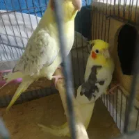 عروس هندی|پرنده|رشت, دیانتی|دیوار