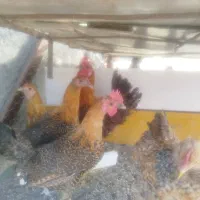 مرغ وخروس ایام سمانی براکل مرندی پاپر آراکانامحلی