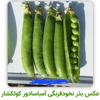 بذر نخود فرنگی دومنظوره نسل اول|عمده‌فروشی|گرگان, |دیوار