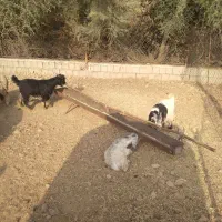 کهره|حیوانات مزرعه|کوه چنار, |دیوار