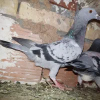 کبوترسبز