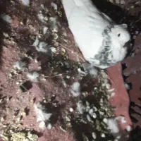 چند عدد کبوتر طوقی