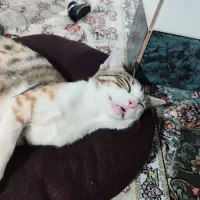 گمشده