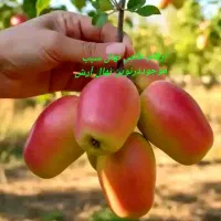نهال سیب آلو پسته انگورگردوبادام درنوین نهال آرش