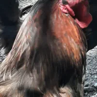 خروس نژاد استرالوپ