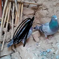کفتر گم شده|حیوانات|بیرجند, |دیوار