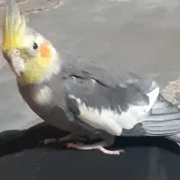 یک عددعروس هلندی نر۴هفته هست در صدرا گمشده