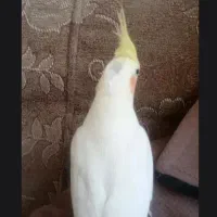 گم شده عروس هلندی