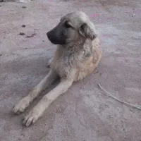 توله سرابی نر