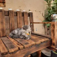 گربه پرشین خانگی به اسم فسقلی فروشی قیمت۱۵ نیم