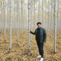 نهـال صنوبر مسیر کوتاه به سود چندبرابری