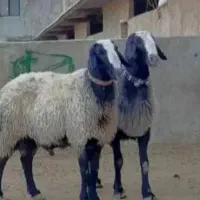 فروش دام زنده  شرق تهران