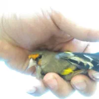 سهره کرمانی نر خوش قواره|پرنده|گنبد کاووس, |دیوار