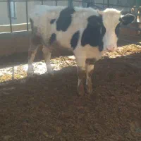 گوساله سیمینتال|حیوانات مزرعه|بیلوار, |دیوار