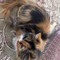 گربه پرشین|گربه|ورامین, ورامین|دیوار