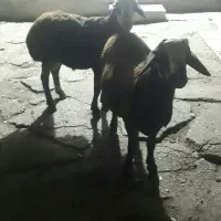 دو عدد توغلی نر