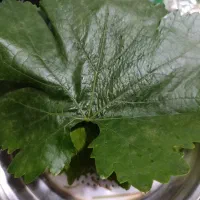 برگ تازه برا دلمه
