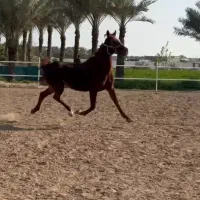 مادیون نژاد عرب ترکیه اصل آبستن|اسب و تجهیزات اسبسواری|برازجان, |دیوار