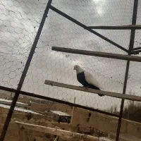 سینه دوم سیاه