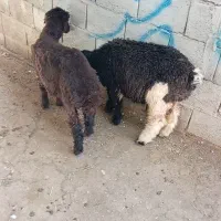 بره