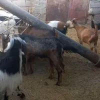 کهره چاق قیمت ۳۳۰|حیوانات مزرعه|شهر بابک, |دیوار