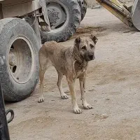 سگ سرابی|سگ|قهدریجان, |دیوار