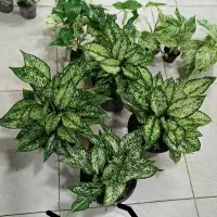 رزماری|خوردنی و آشامیدنی|مشهد, حیدرآباد|دیوار