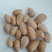 خرید و فروش بادام تلخ