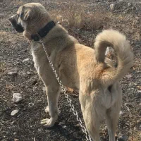 عراقی خالص درشت