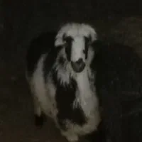 بره نر پلنگی