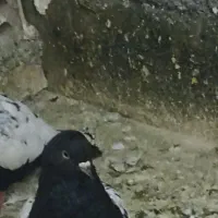 چند عدد سید خوب