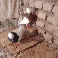 کبوتر|پرنده|نیشابور, مازول|دیوار