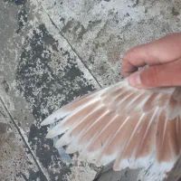 کله سفید|پرنده|سبزوار, جوادیه شرقی|دیوار