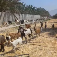 بز ومیش پازن دوکهره وبهره|حیوانات مزرعه|شیراز, کوی طلاب|دیوار