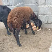 بره ماده|حیوانات مزرعه|تاتار علیا, |دیوار