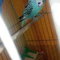 یه عدد مرغ عشق نر مولد مست به شرط|پرنده|قدس, شهر‌قدس|دیوار