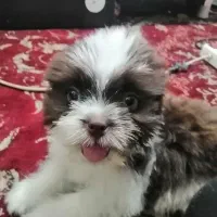 سگ پاکوتاه