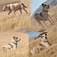 واگذاری یک جفت توله نر از ماده کژال معروف نصل دار