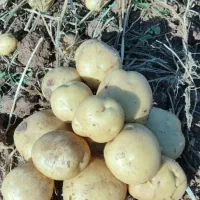 سیب زمینی بذری کارلیا ۴۰۲ تضمینی|عمدهفروشی|قیدار, |دیوار