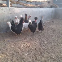 مرغ تخم گذار|حیوانات مزرعه|ورزنه, |دیوار