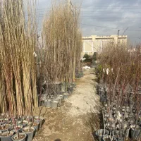 صنوبر (سپیدار) مطابق عکس ۷ متری