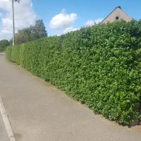 قطعه بندی زمین با دیوار سبز سریع با چک طولانی مدت