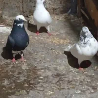 کبوتر یاکفتر|پرنده|رشت, حافظ آباد|دیوار