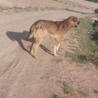 سگ گله|سگ|تربت جام, میان جام|دیوار